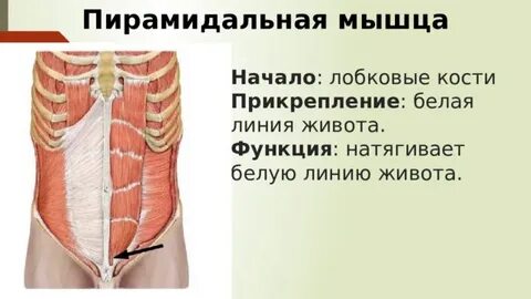Мышцы живота и их функции