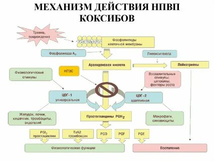 Избыточная блокада цог 2