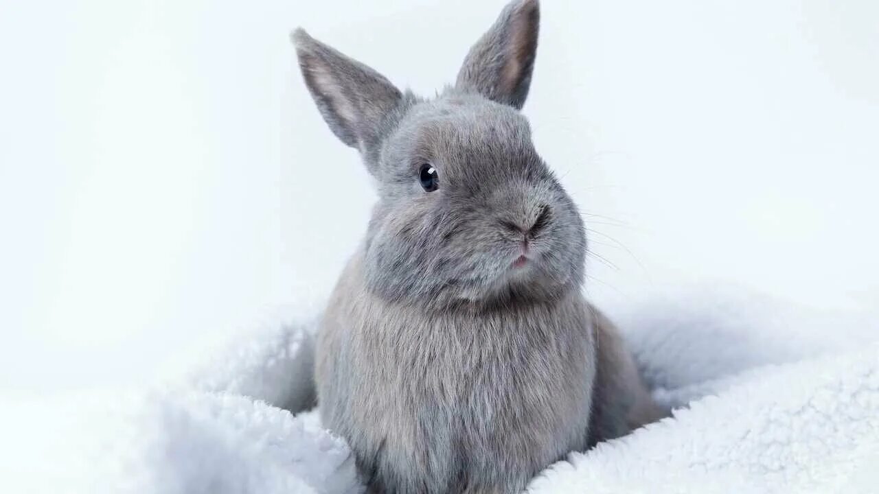 Rabbit is coming