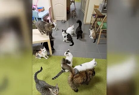 Котокафе нижний новгород