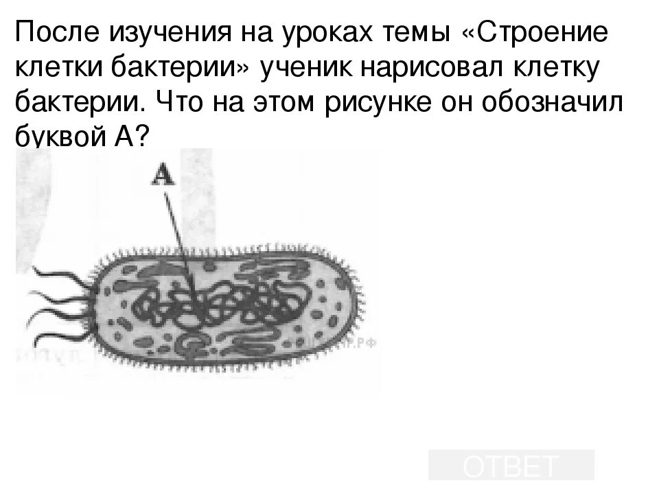 Биология 7 класс бактерии тест с ответами. Строение бактерии 5 класс. Строение бактерий 7 класс биология. Бактерии ВПР. Строение бактерии по рисунку.