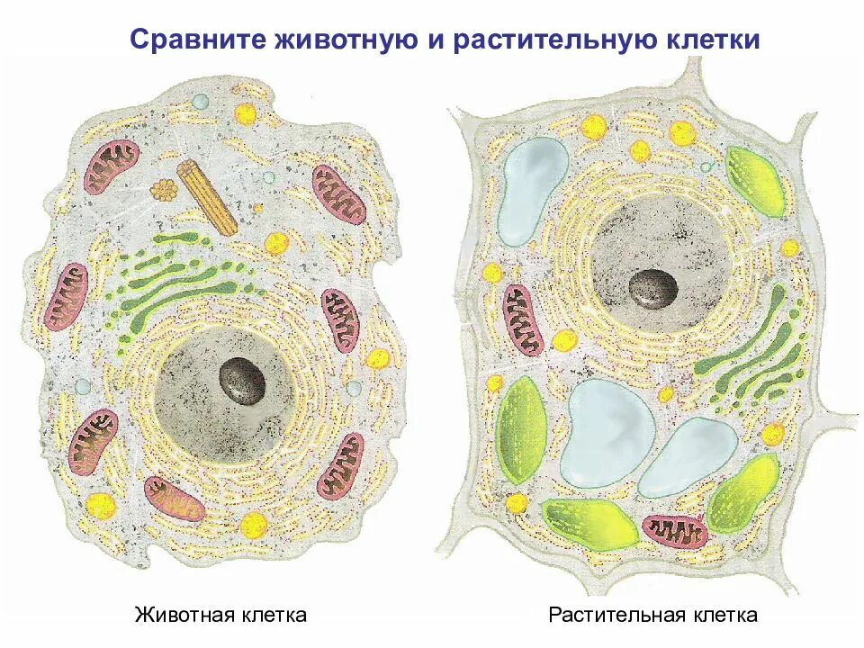 Сравните строение животной. Строение растительной и животной клетки. строение растительной и животной клетки рисунок. строение клетки растений и животных. строение растительной клетки и животной клетки.