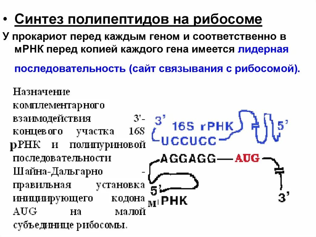 Синтез полипептида происходит. Синтез полипептида. Синтезируется полипептид. Синтез полипептида на рибосоме. Синтезируют полипептиды на рибосомах.