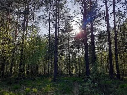 Всеволожском районе