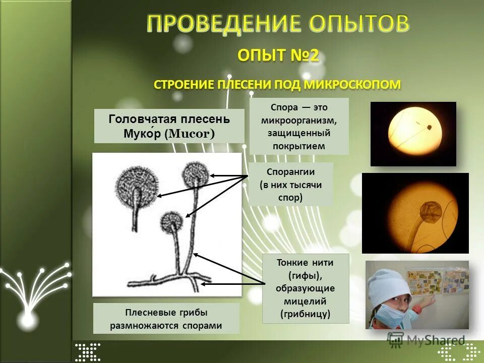 Строение спор подберезовика в лаборатории. Строение шляпочного гриба без подписей. Шляпочные грибы образование спор. Строение шляпочного гриба и функции. Строение белого гриба.