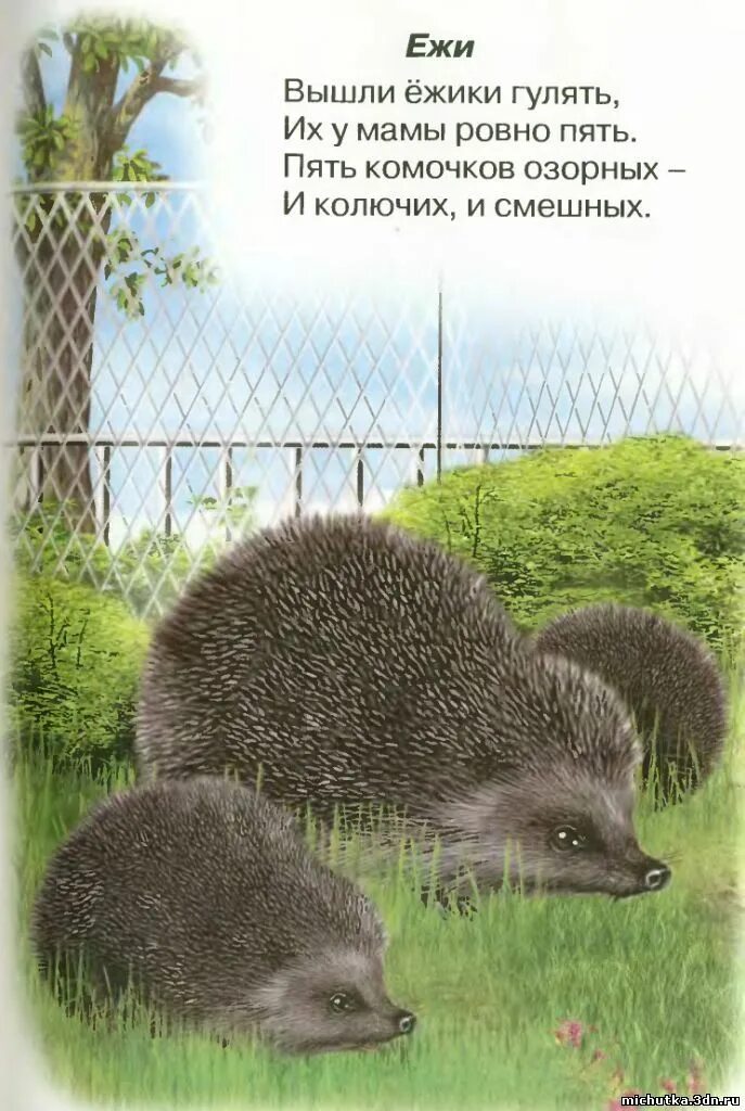 Ежи у нас под крыльцом. Стих про ежика. Стих про ежа. Стихи про ежика для детей. Детские стихи про ежика.