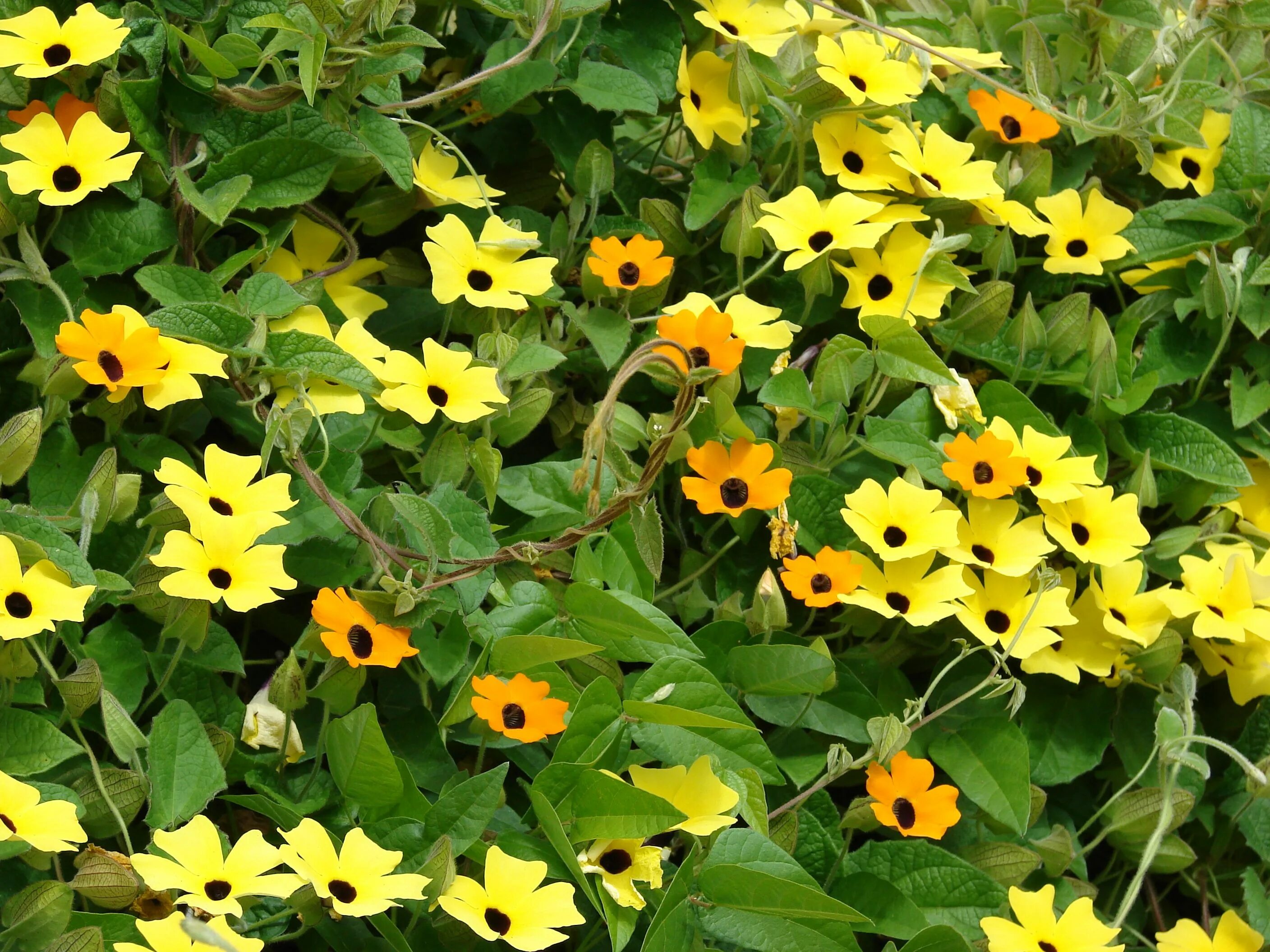 Thunbergia alata - Suzanne-met-de-mooie-ogen 1-jarig Achtertuin schaduw, Achtert