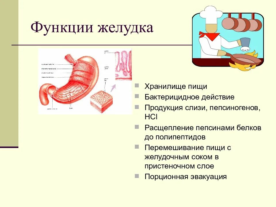 Функции желудка. Функции желудка человека. Основные функции желудка. Перечислите функции желудка.