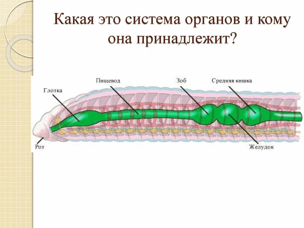 Кольчатые черви пищеварительная система. Пищеварительная система дождевого червя. Пищеварительная система кольчатых червей. Кровеносная система червяги.