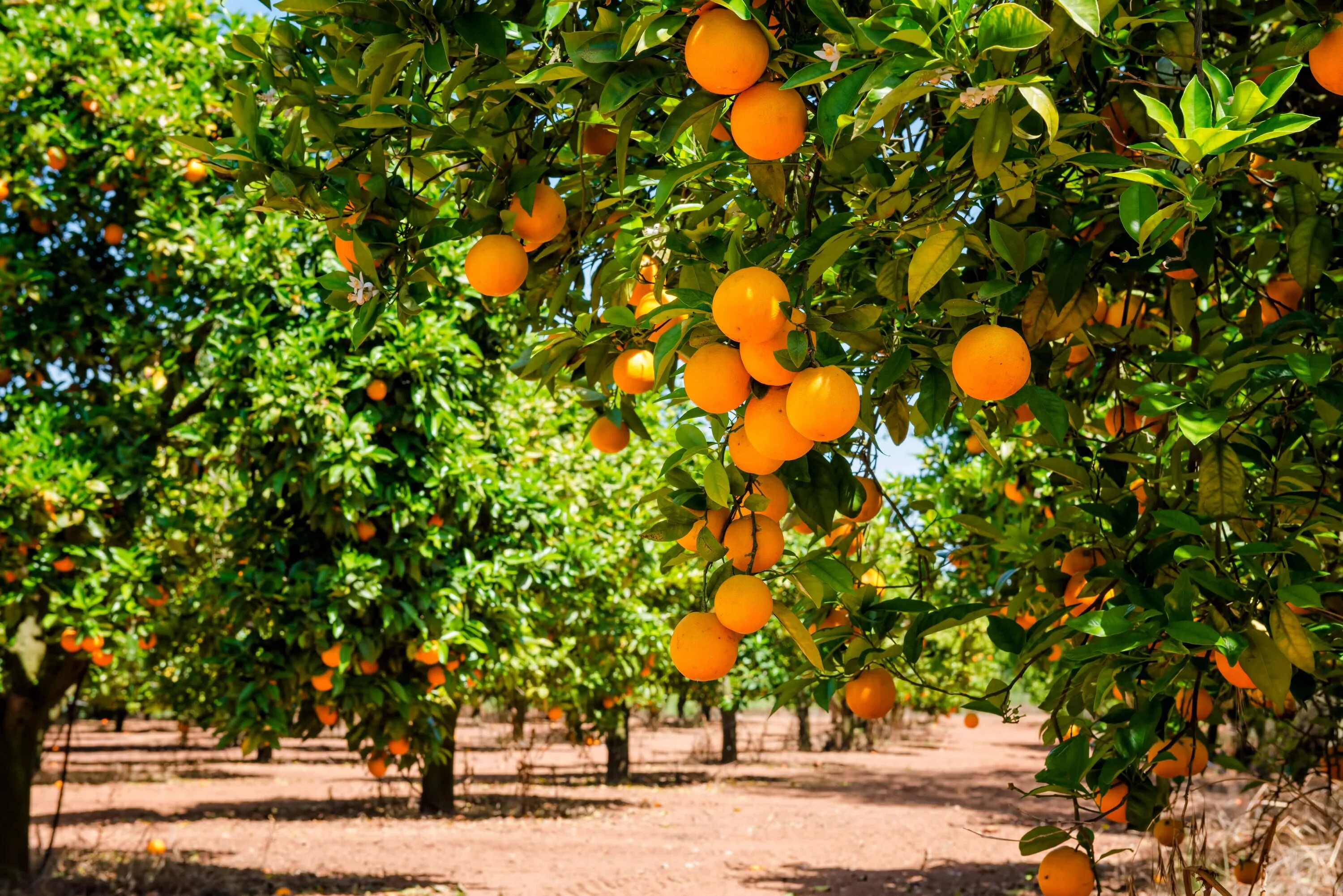 Дерево плантации. Апельсиновая роща в Кемере. Клементин мандарин дерево. Марокко мандарины плантации. Плантация цитрусовых во Флориде.