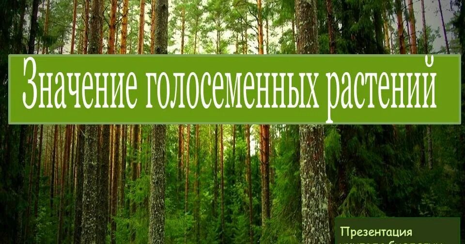 Каково значение хвойных. Голосеменные в жизни человека и в природе. Роль голосеменных в природе. Роль голосеменных растений в жизни человека. Голосеменные растения в жизни человека.