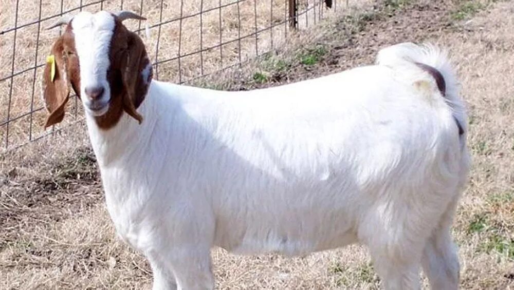 Джамнапари порода коз. Козы породы Сирохи. Американская компания Goat. Pakistan Goat.