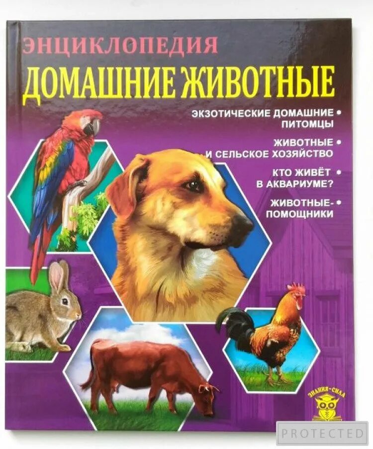 Какие книги о животных. Книги о домашних животных. КГИ И О домашних животных. Книге одамашних жывотных. Книги о домашнизживотных
