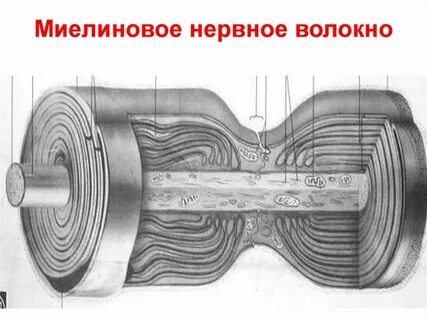 Миелиновое нервное