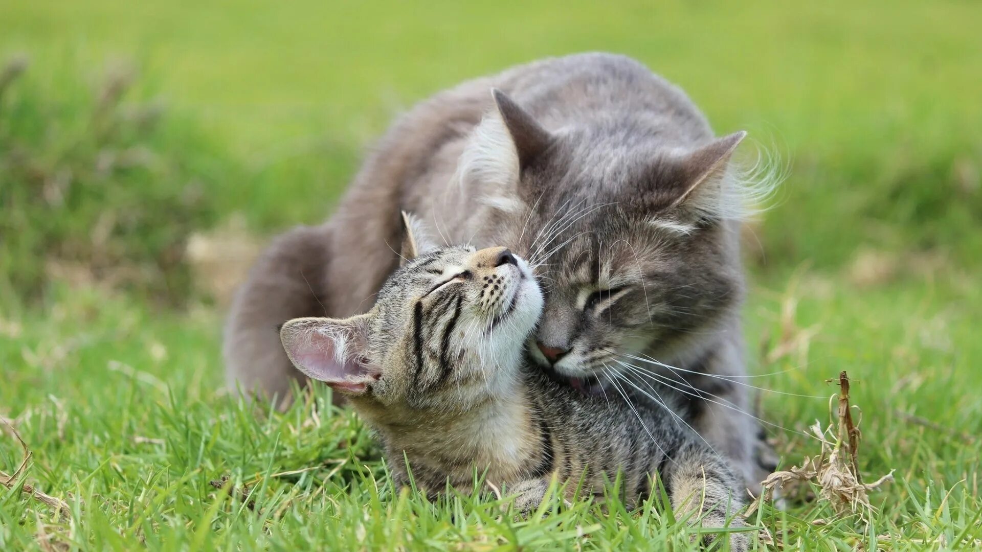Любовь кошек и котов. Кошки любовь. Кошка с котятами. Котики обнимаются. Кошка на природе.