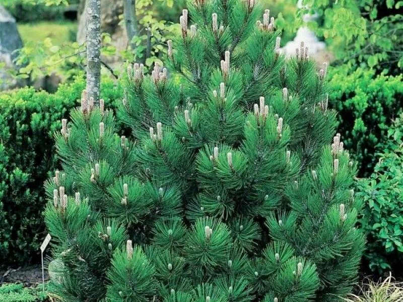 Pinus heldreichii
