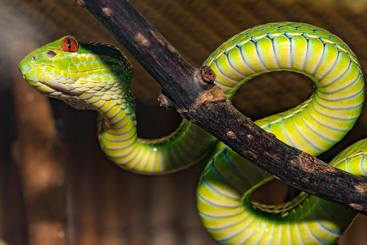 Змей хамелеон. Голубая куфия гадюка. Chrysopelea taprobanica. Неядовитые змеи. Украшенные древесные змеи.