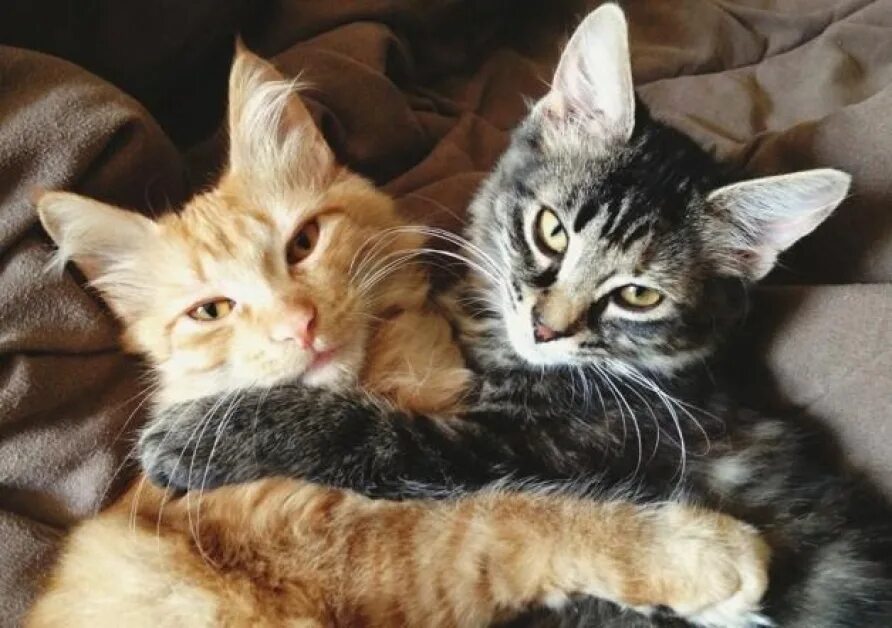 Как подружить котят