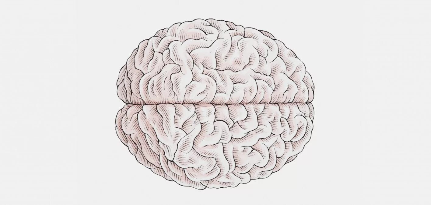 Re brains. Мозг с разных ракурсов. Мозг разных размеров у человека. Brain above. Мозг размером с орех.