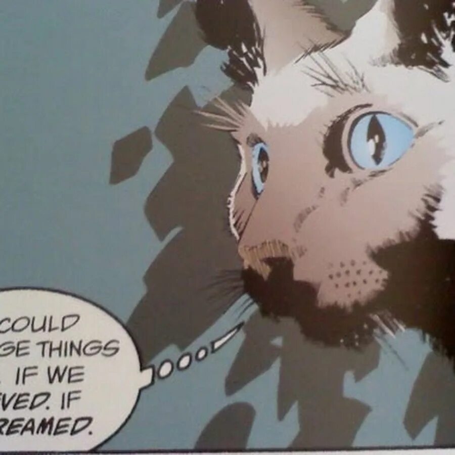 Could be changed. Комикс Сиамская кошка. Neil Gaiman Dream of a Thousand Cats. Сендмен и кошка. Сэндман сон кошки.