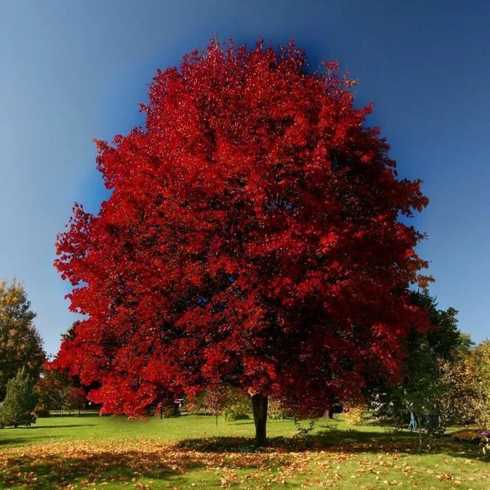 Красные деревья названия и фото. Клен краснолистный Кримсон Кинг. Клен красный Brandywine (Брендивайн). Клён канадский краснолистный. Клен канадский остролистный.