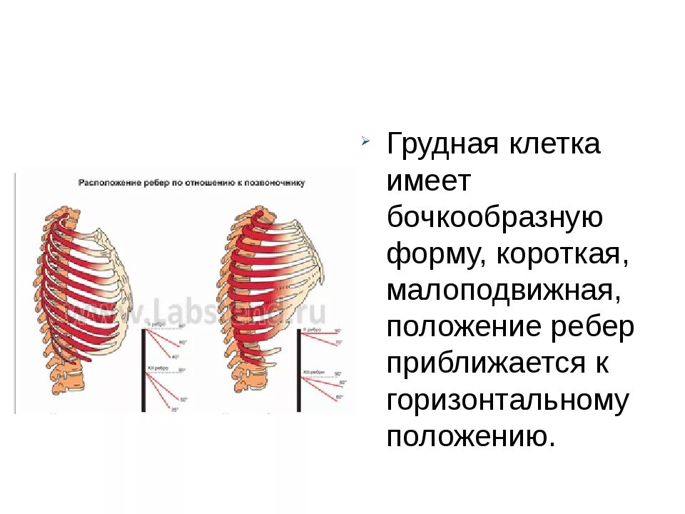 Округлая грудная клетка. Бочкообразная форма грудной клетки. Бочкообразная форма грудной клетки у детей. Грудная клетка бочковидной формы. Бочкообразный Тип грудной клетки.