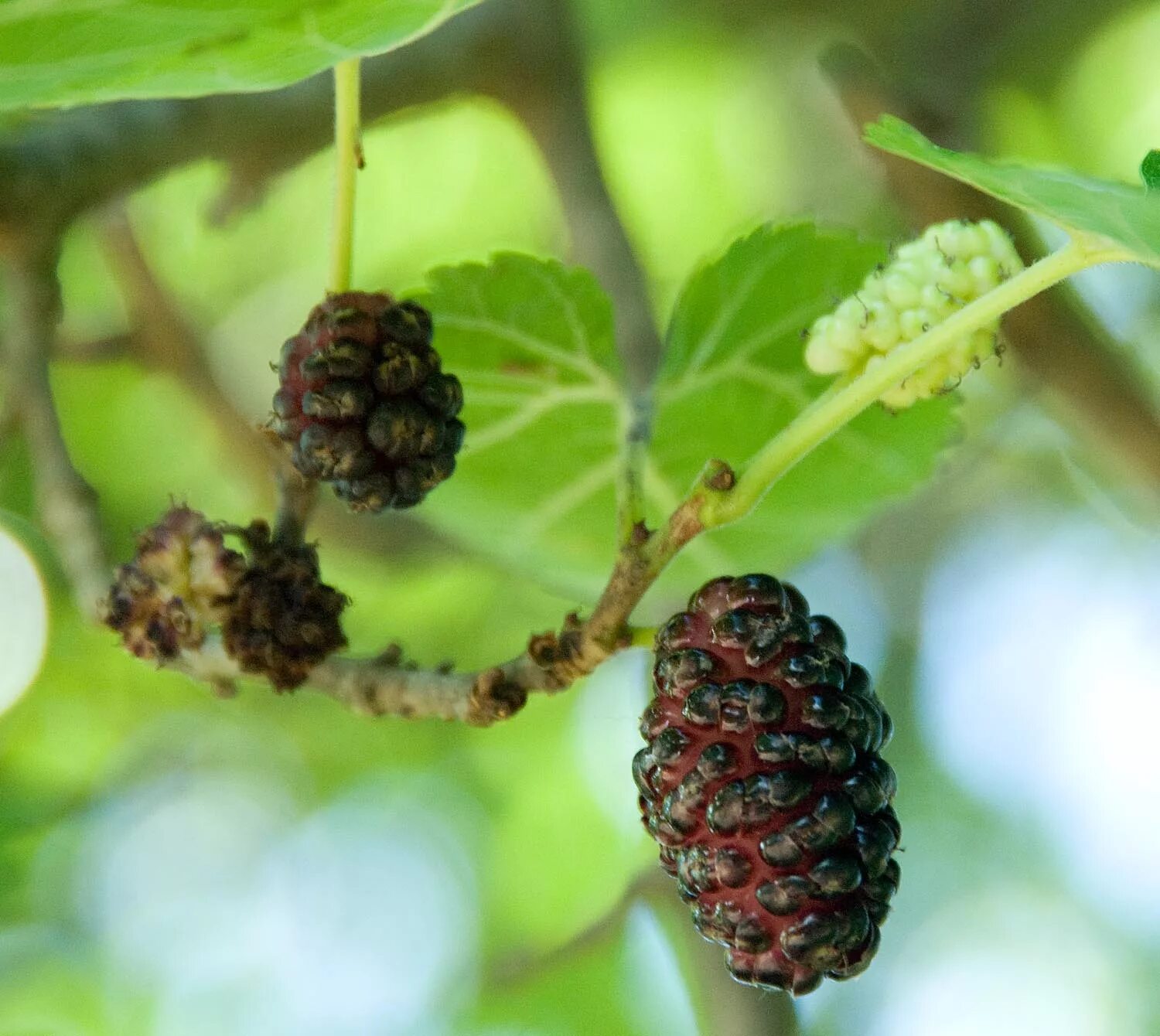 Шелковица черная нигра. Morus nigra. Fructus Morus nigra. Гемиптелея Давида. Шишкообразный плод.