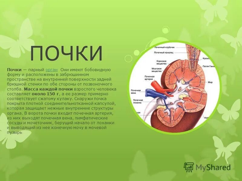 сердце парный орган