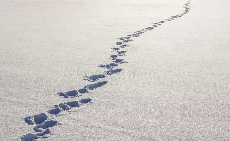 Там следы. Человеческие следы на снегу. Босые следы на снегу. Шаги на снегу. Рисование следы на снегу.