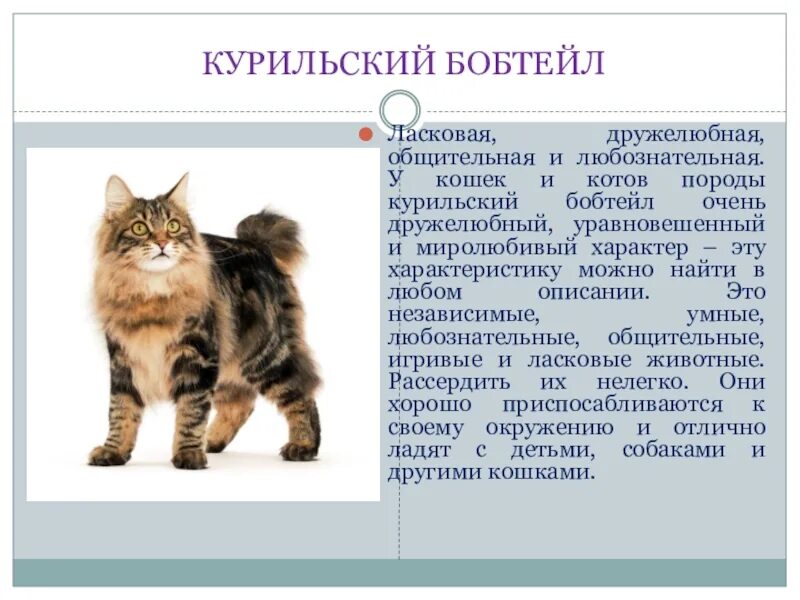 Сочинение мой кот 5 класс. Сочинение про кошку. Сочинение на тему кошка. Сочинение про породу кошек. Сочинение про кошку 5 класс.