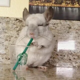 Шиншилла вода