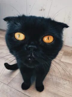Кошки буси