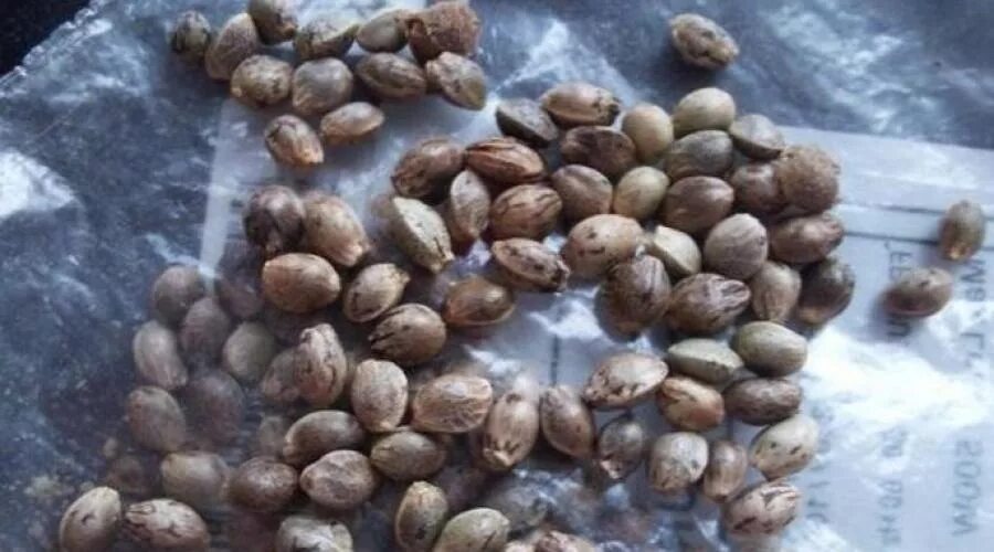 Влажные семена. Хранение семян. влага и семена. где можно держать семена. семена сушмулы.