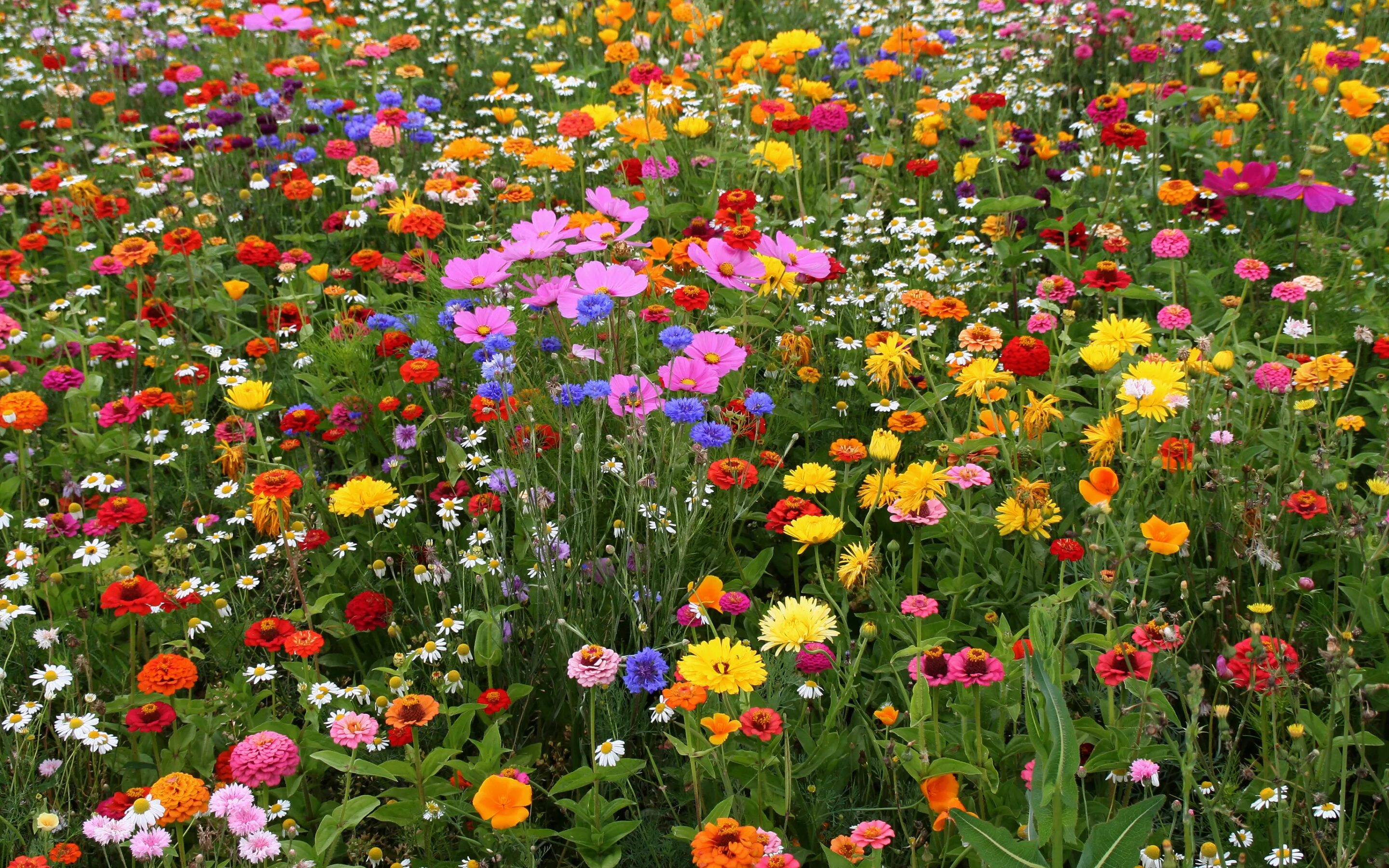 Поле луг сад. Люпиновые поля в брянске. Поле луг сад. Люпиновое поле воронеж ботанический сад. Яркие полевые цветы.