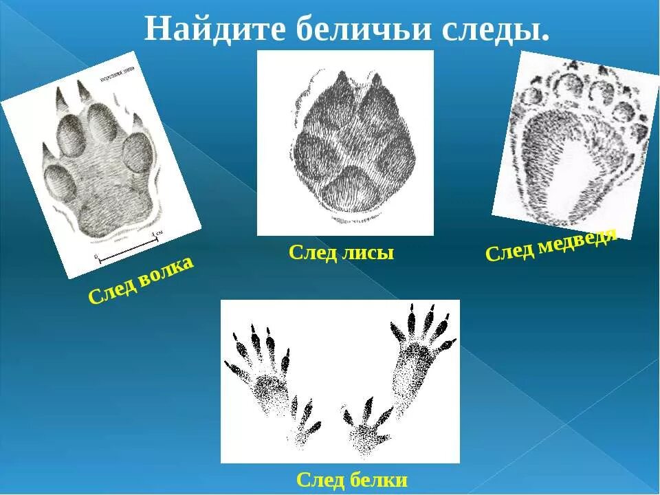 следы белки. следы зайца. следы волка,лисы,зайца зимой. следы зайца лисы медведя. следы волка зайца медведя лисы.