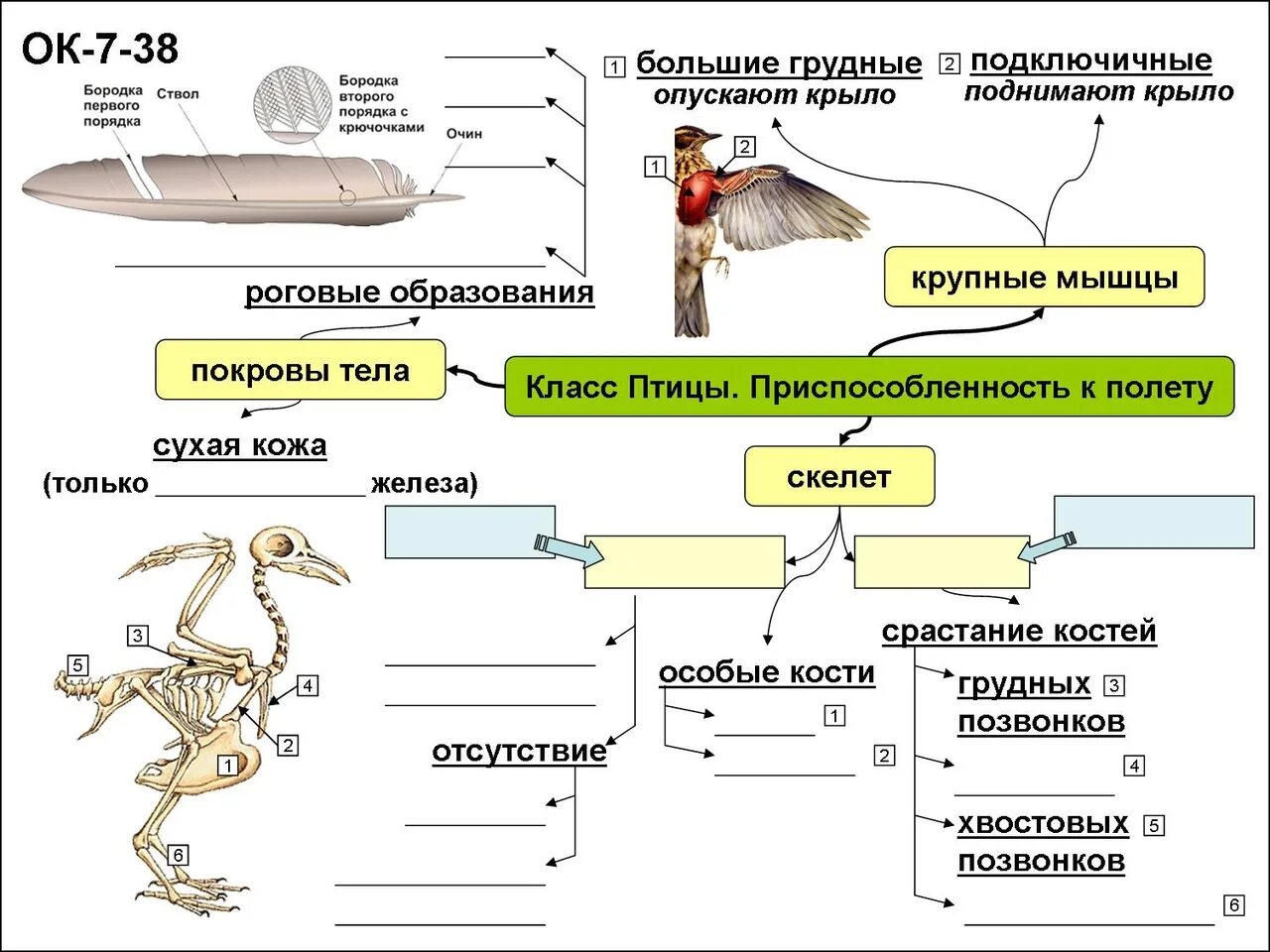 Конспект по теме класс птицы. Опорный конспект птицы. Опорные конспекты по биологии. Опорный конспект птицы биология. Опорный конспект по биологии 7 класс.