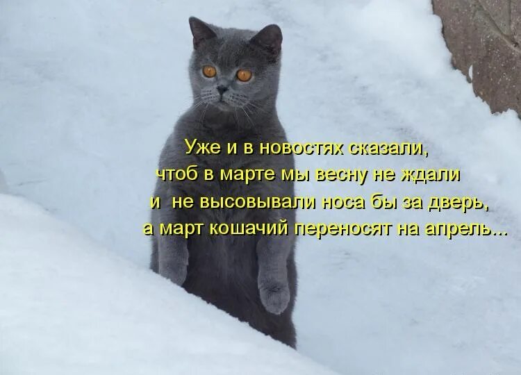 Что завтра вновь увижу вас. Жду весну. Приколы про зиму и весну. Цитаты про март.