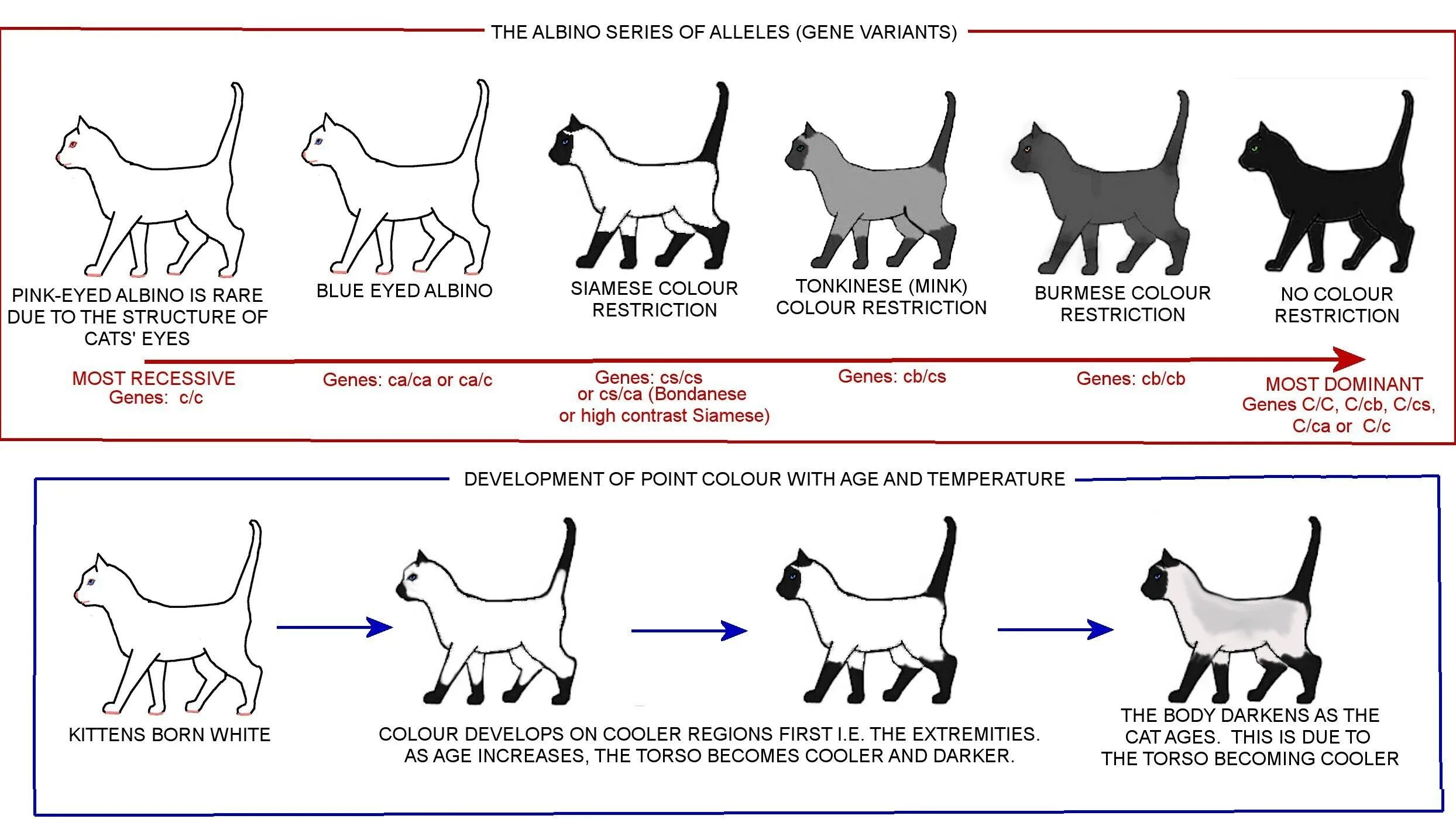 Окрасы кошек таблица. Генетика кошек. Селекция кошек. Генетика кошачьих окрасов. Типы окрасов кошек