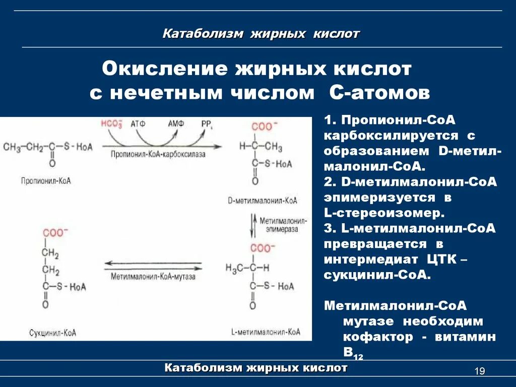 Схема окисления жиров. Бета окисление биохимия схема. Основной путь катаболизма высших жирных кислот. Бета окисление ЖК биохимия.