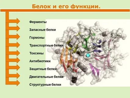 Ферменты в тесте