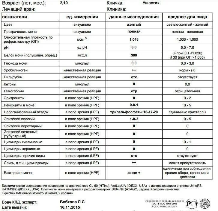 Эпителий в моче 8 10. Переходный эпителий микроскопия мочи. Плоский переходный и почечный эпителий в моче. Анализ мочи расшифровка эпителий плоский норма. Микроскопия осадка мочи переходный эпителий.
