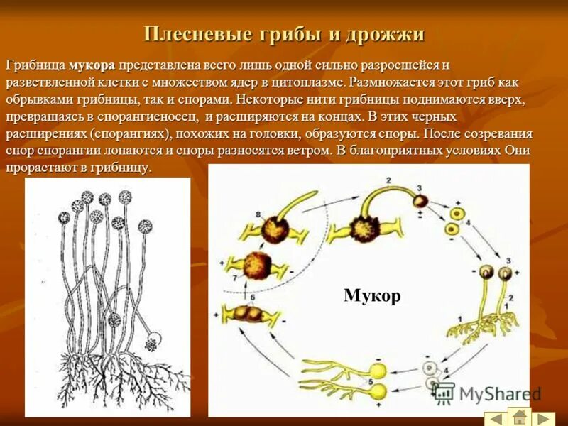 Размножение мукора. Строение и цикл развития мукора. Жизненный цикл гриба мукора. Жизненный цикл мукора схема. Схема цикла развития гриба мукора.