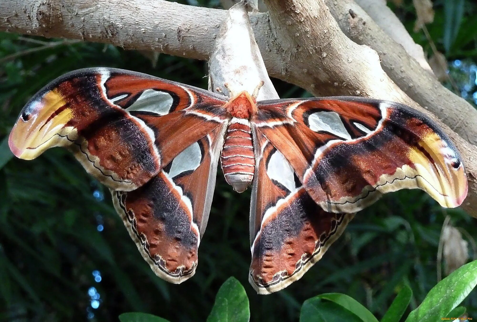 Показать самую крупную бабочки. Attacus atlas. редкие бабочки мира. самая большая бабочка в мире. необычные бабочки мира.