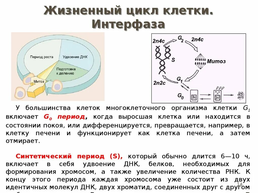 Какой набор в конце интерфазы. Стадии жизненного цикла клетки митоз. 2 Жизненный цикл клетки: интерфаза. Цикл клеточного деления. Период g1 клеточного цикла.