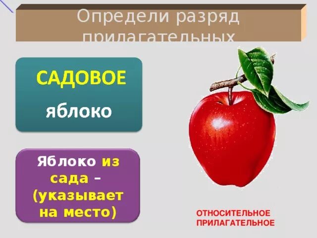 Яблоко какое имя прилагательное. Яблоко прилагательное. Садовое яблоко разряд прилагательного. Яблоко с прилагательными. Имя прилагательное яблоко.