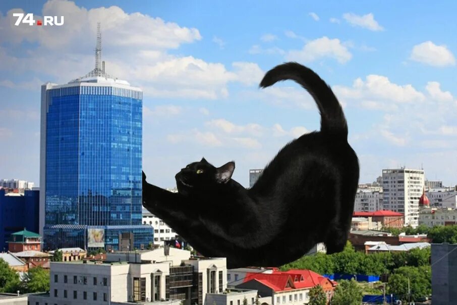 Включи большой 40. Огромный кот в городе. Гигантские кошки. Кошка большая в городе. Кот гигант в городе.