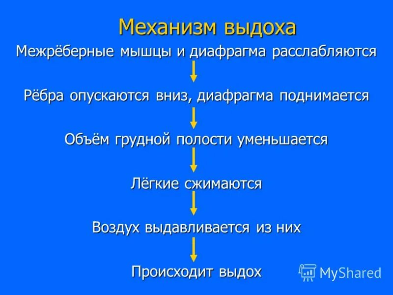 Диафрагма расслабляется диафрагма сокращается внутренние межреберные. Этапы усвоения кислорода организмом. Этапы усвоения кислорода организмом анатомия. 4. Этапы усвоения кислорода организмом –.