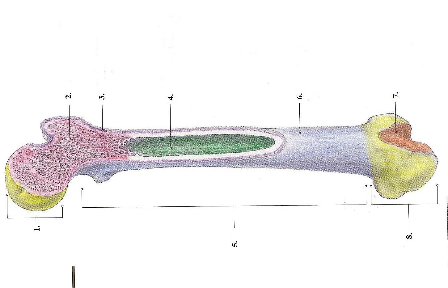 Long bone. Long Bones. Long lesion long Bone. Bone biologics.