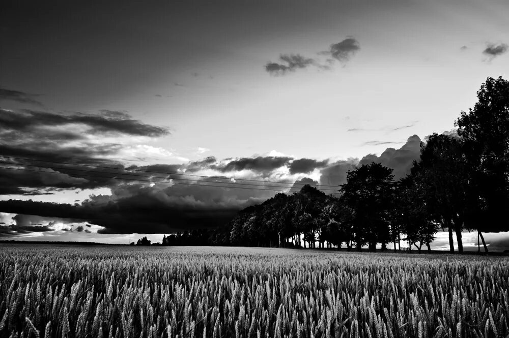 Black fields