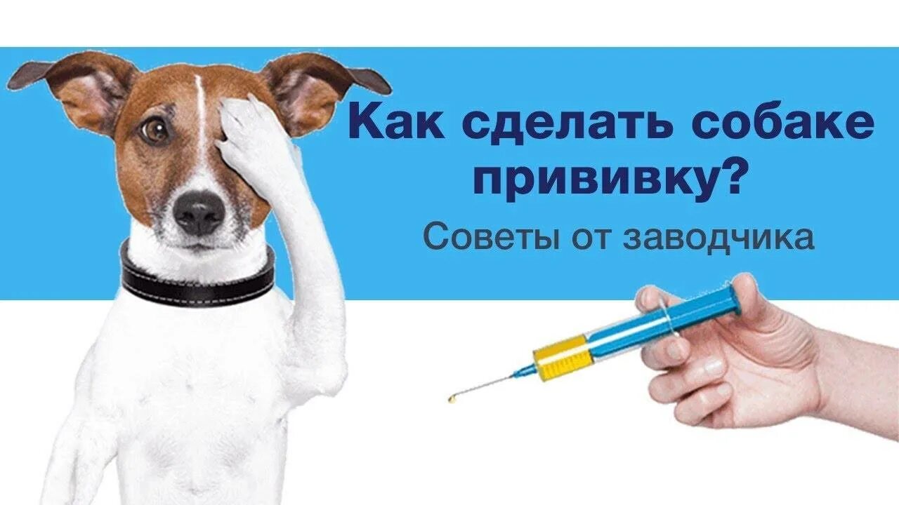 Как сделать прививку собаке. Куда делают прививки собакам. Куда делают прививку щенку. Комплексной вакцинации собак.